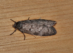 Ericrypsina ductaria