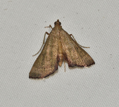 Endotricha ignealis