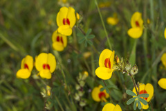 Smithia hirsuta
