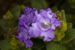 Strobilanthes sessilis