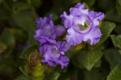 Strobilanthes sessilis