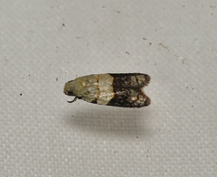 Tracholena sulfurosa