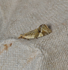 Euphona euphona