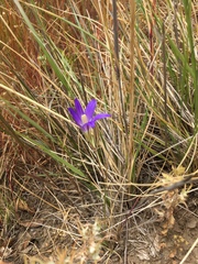 Brodiaea elegans elegans