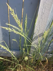 Poaceae