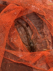 Cottus aleuticus