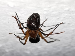 Camponotus