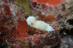 Goniobranchus albopustulosus