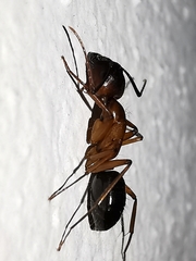 Camponotus
