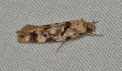 Opsitycha squalidella