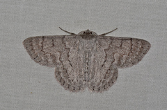 Crypsiphona tasmanica