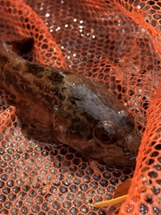 Cottus aleuticus