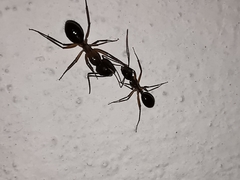 Camponotus