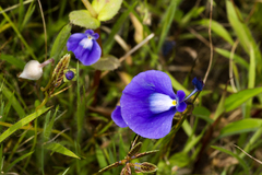 Utricularia arcuata
