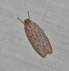 Agriophara cinderella