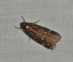 Barea codrella