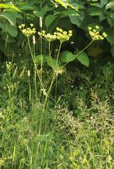 Tordylieae