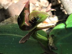 Chiloglottis jeanesii