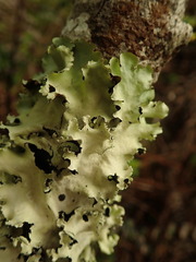 Parmotrema robustum