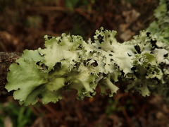 Parmotrema robustum