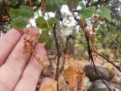 Vitis arizonica