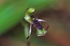 Chiloglottis curviclavia