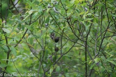 Rabdophaga salicisgnaphalioides