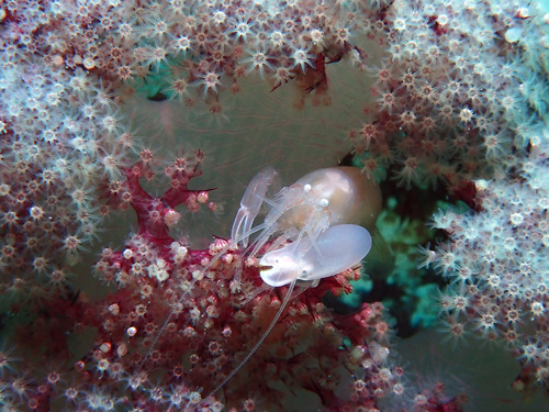 Soft Coral Snapping Shrimp (Synalpheus neomeris) · iNaturalist