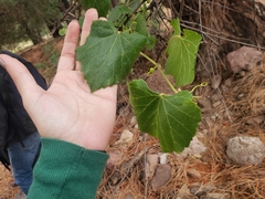 Vitis arizonica