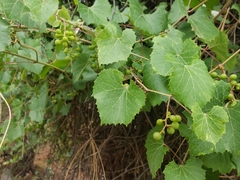 Vitis arizonica