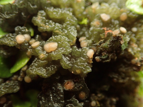Gabura fascicularis