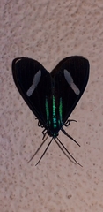 Mydromera notochloris