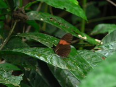 Heliconius erato hydara