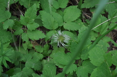 Clematis alpina sibirica