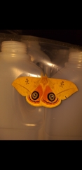 Automeris jucunda