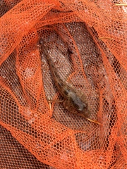 Cottus aleuticus