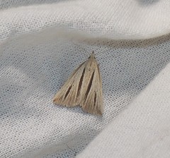 Macrochilo bivittata