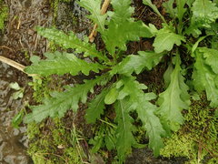 Senecio biserratus