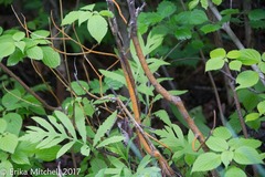 Aurantioporthe corni