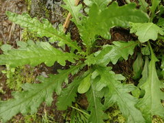 Senecio biserratus
