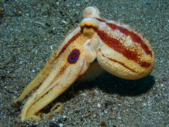 Amphioctopus mototi