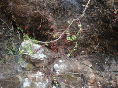 Metrosideros carminea