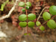 Metrosideros carminea