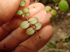 Metrosideros carminea