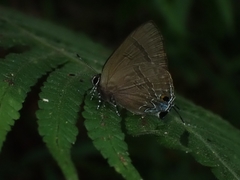 Rapala varuna formosana