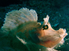Rhinopias eschmeyeri