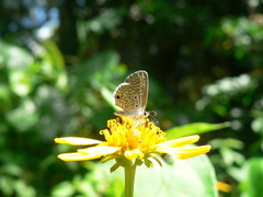 Hemiargus hanno