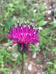 Cirsium carolinianum