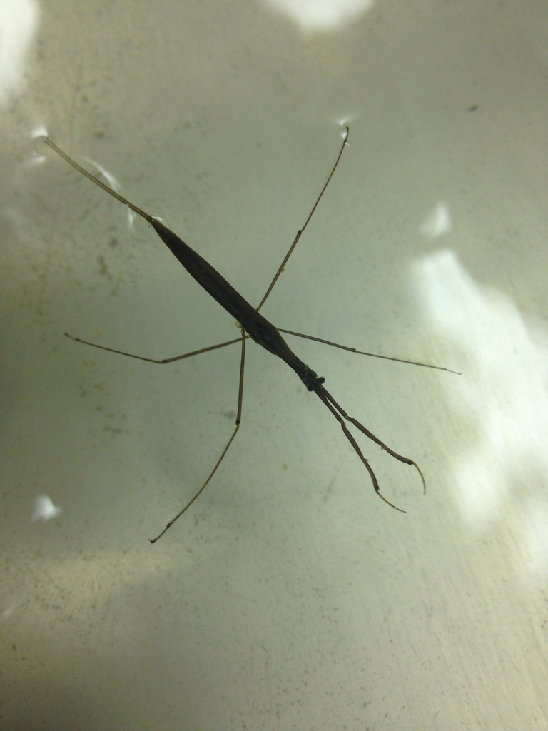 Ranatrinae