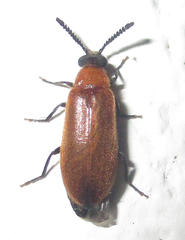 Physciolagria singularicornis